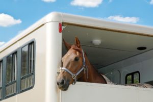 Horse looking out of the back of a horse trailer on bright summer day